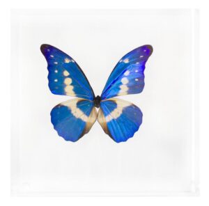 7 X 7 inch Square Case — PP