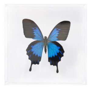 7 X 7 inch Square Case — P