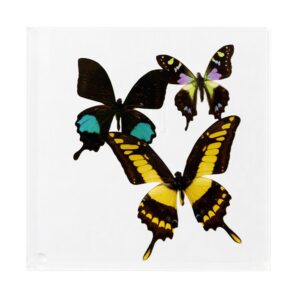 7 X 7 inch Square Case — P