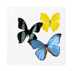 7 X 7 inch Square Case — S