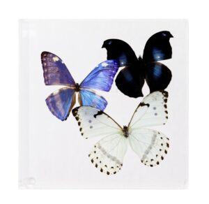 7 X 7 inch Square Case — U