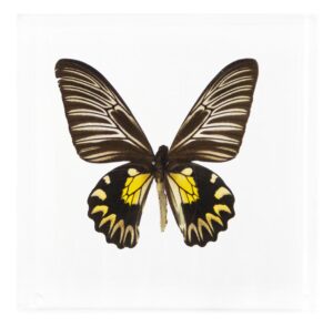 7 X 7 inch Square Case — U