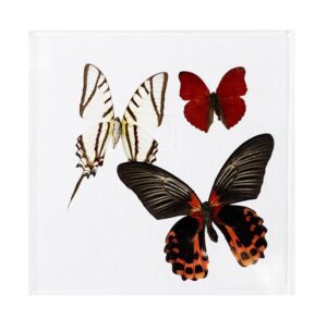 7 X 7 inch Square Case — V