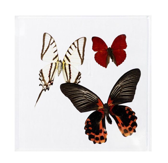 7 X 7 inch Square Case — V
