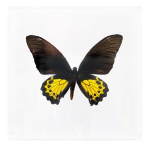 7 X 7 inch Square Case – Y