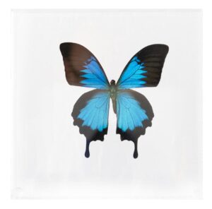 7 X 7 inch Square Case — Z