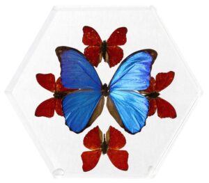 8 inch Hexagonal Case — A