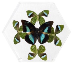 8 inch Hexagonal Case — B