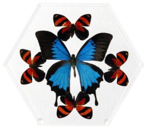 8 inch Hexagonal Case — D