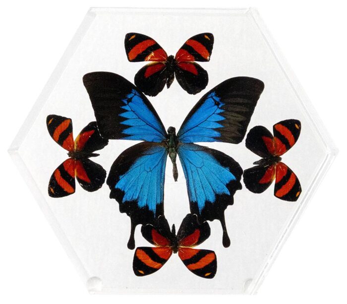 8 inch Hexagonal Case — D