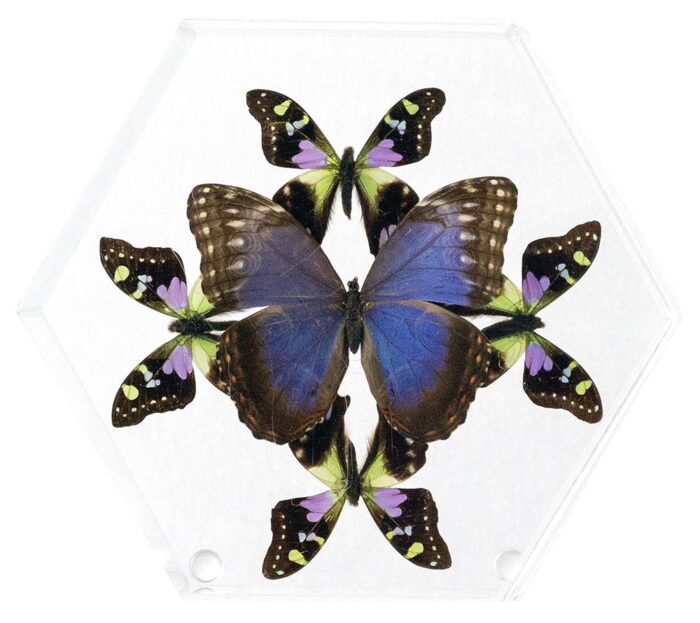 8 inch Hexagonal Case — E