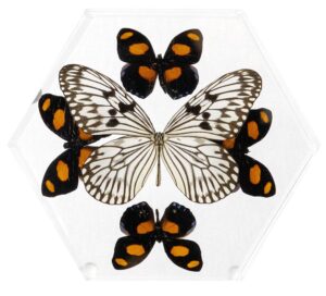 8 inch Hexagonal Case — G