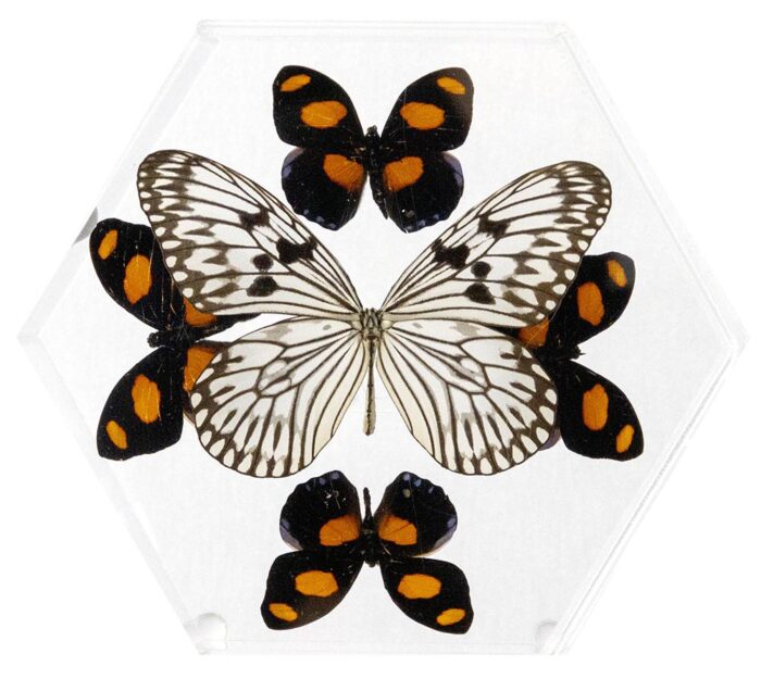 8 inch Hexagonal Case — G