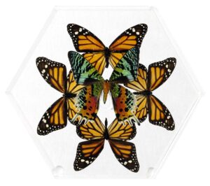 8 inch Hexagonal Case — H
