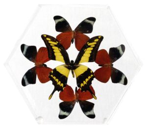 8 inch Hexagonal Case — I