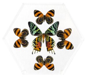 8 inch Hexagonal — J