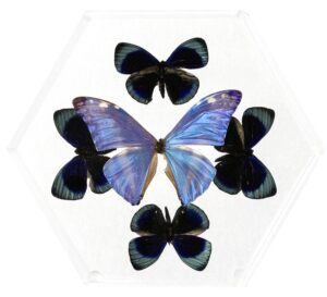 8 inch Hexagonal Case — K