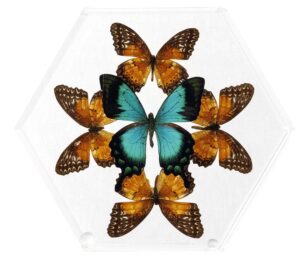 8 inch Hexagonal Case — O