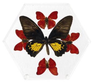 8 inch Hexagonal Case — Q