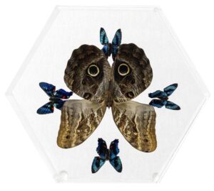 8 inch Hexagonal Case — R