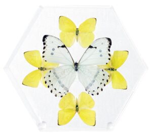 8 inch Hexagonal Case — S
